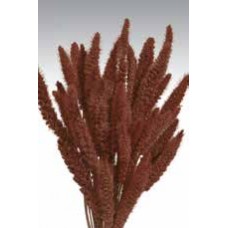 SETARIA  24" Chocolate- 